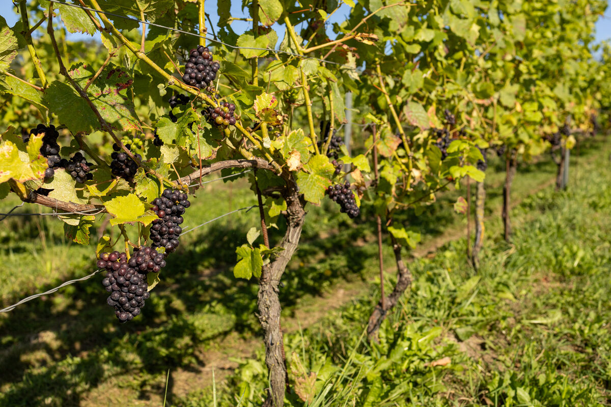 Gårdsförsäljning upplevelse på svenska vingårdar - träffa vinmakarna och köp exklusiva viner direkt från källan