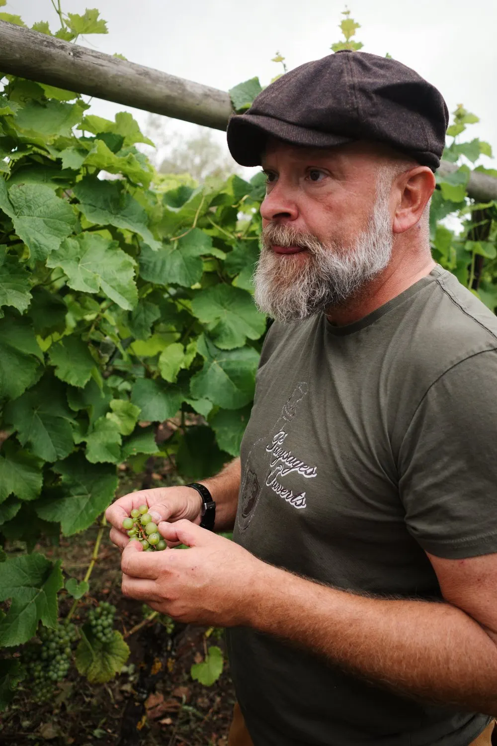 Ekesåkra Vingård - vinrankor och vingårdslandskap