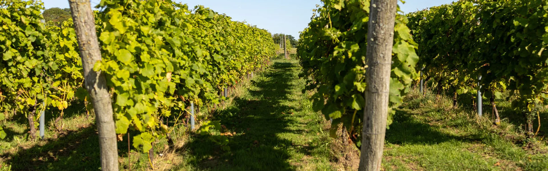 Svenska vinrankor i blomning under nordiskt sommarhimmel med långa dagsljus