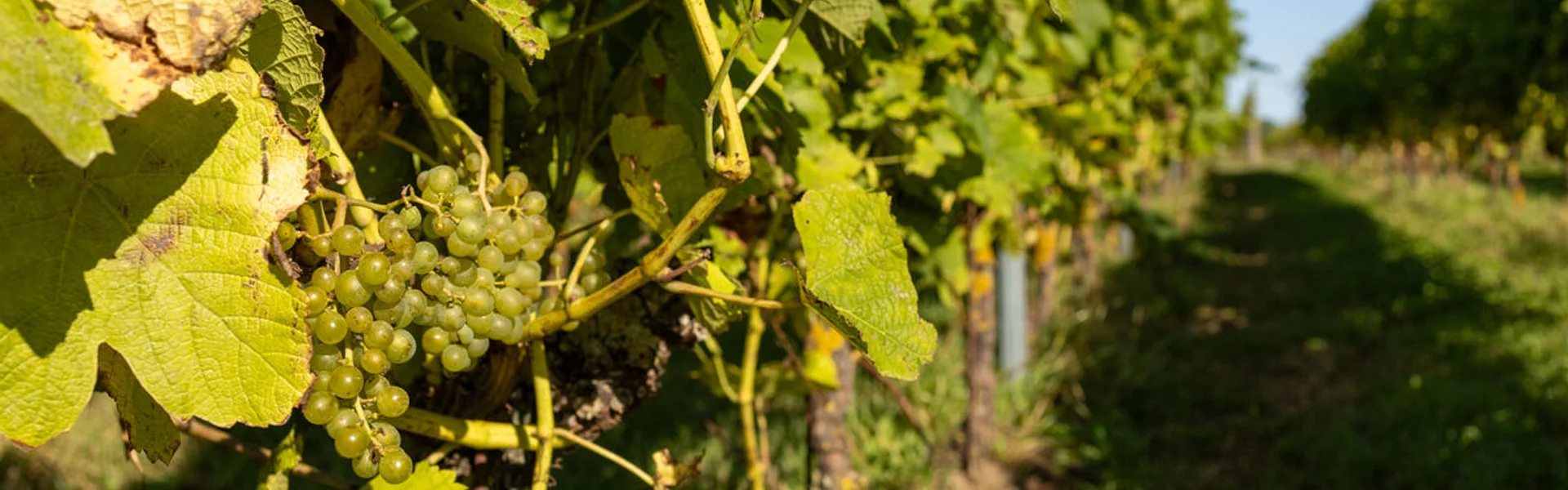 Skånska vingårdar med kalkrik jord och vacker landskapsutsikt över vinregionen