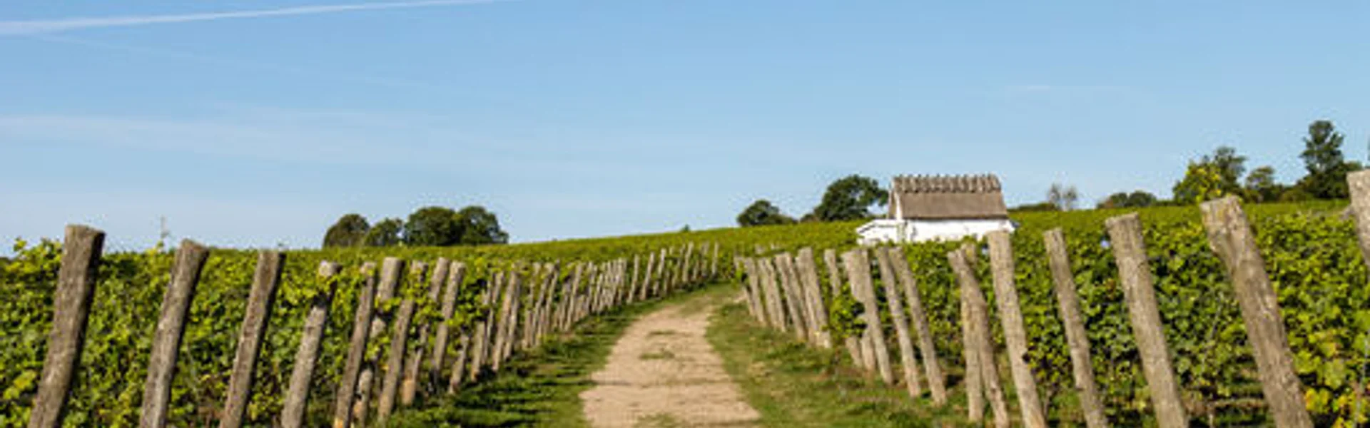 Gårdsförsäljning av svenska viner direkt från vingården med vacker naturmiljö